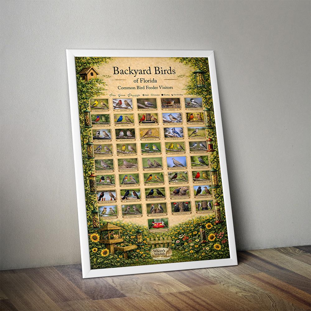 Florida Backyard Birds Poster | Common Feeder Bird Identification Chart ...