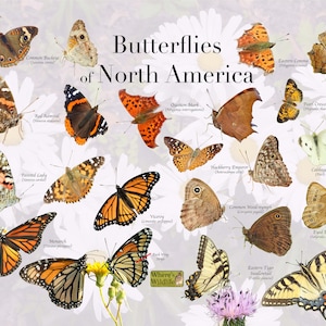 Common Butterflies of North America Field Guide / Butterfly ID Poster / Nature Identification Poster