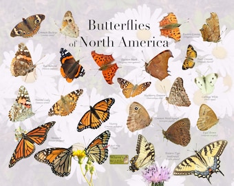Common Butterflies of North America Field Guide / Butterfly ID Poster / Nature Identification Poster