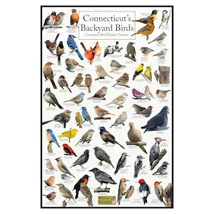 Connecticut&#39;s Backyard Birds Poster - Connecticut Bird Watching Chart Highlighting Birds At Your Bird Feeder - Nature Poster