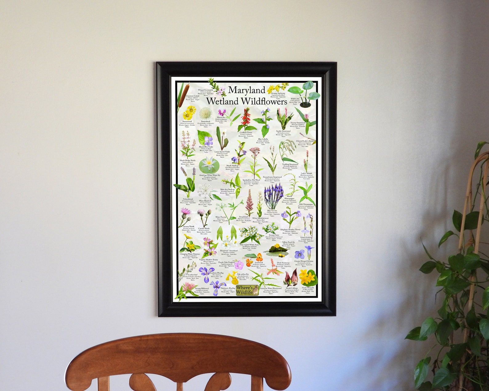 Maryland Wetland Wildflower Poster / State Flower Guide Providing ...