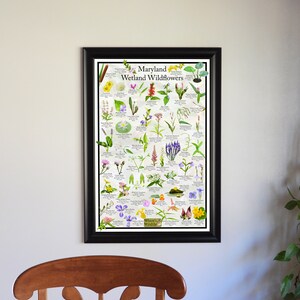 Maryland Wetland Wildflower Poster / State Flower Guide Providing ...
