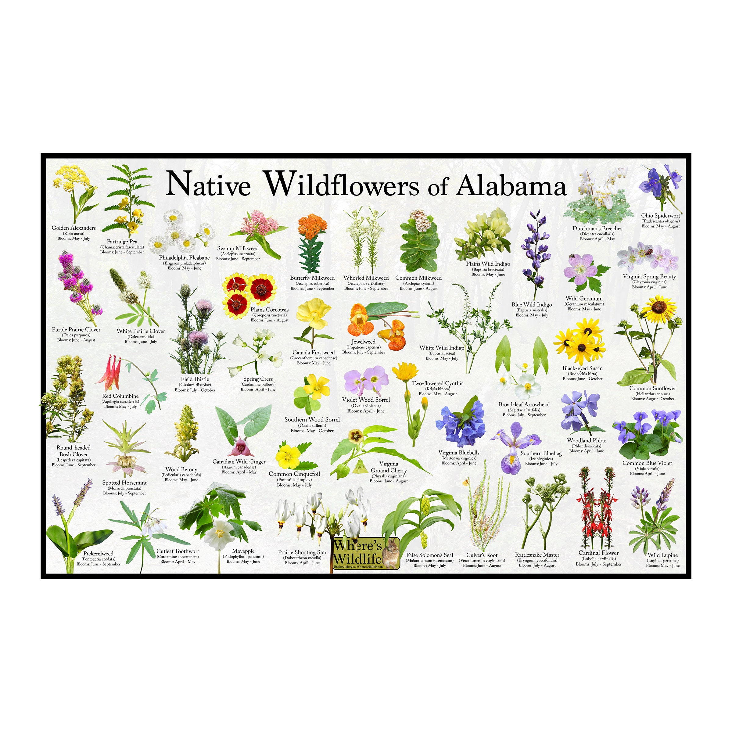 Native Wildflowers of Alabama / State Flower Field Guide Poster Provide  Picture Identification / Flower ID / Alabama State Flowers - Etsy