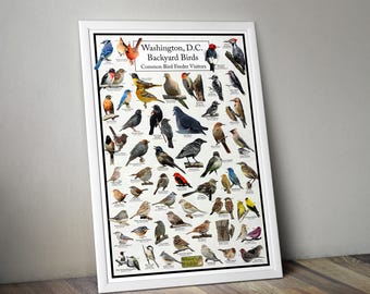 Washington, D.c.'s Backyard Birds Poster - Washington, D.C. Bird