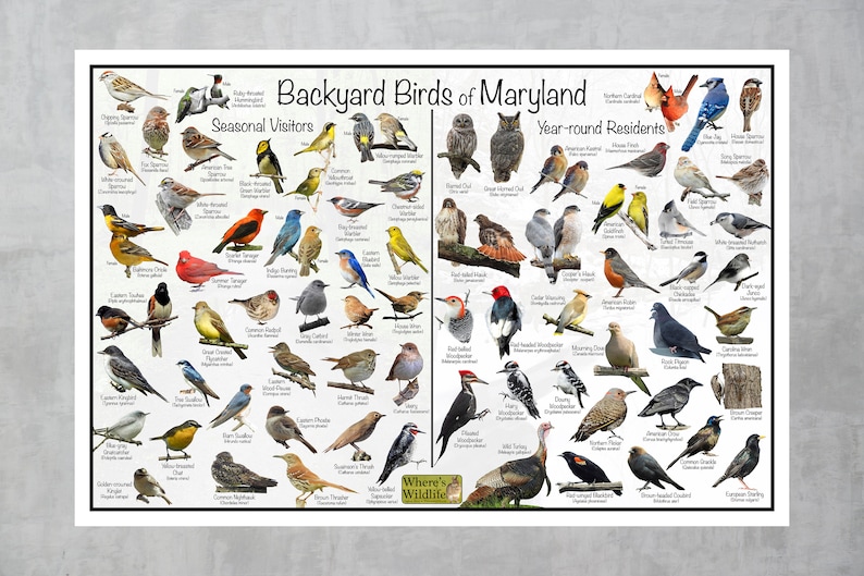 Backyard Birds of Maryland Bird Identification Poster / Etsy