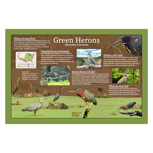 Póster educativo de la naturaleza de Green Heron que proporciona datos e imágenes divertidos/carteles de vida silvestre y aves/guía de la naturaleza para niños