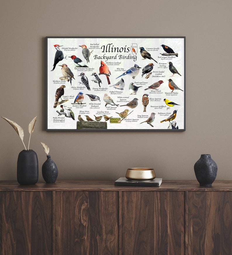 Birds of Illinois Backyard Birding Identification Picture Etsy