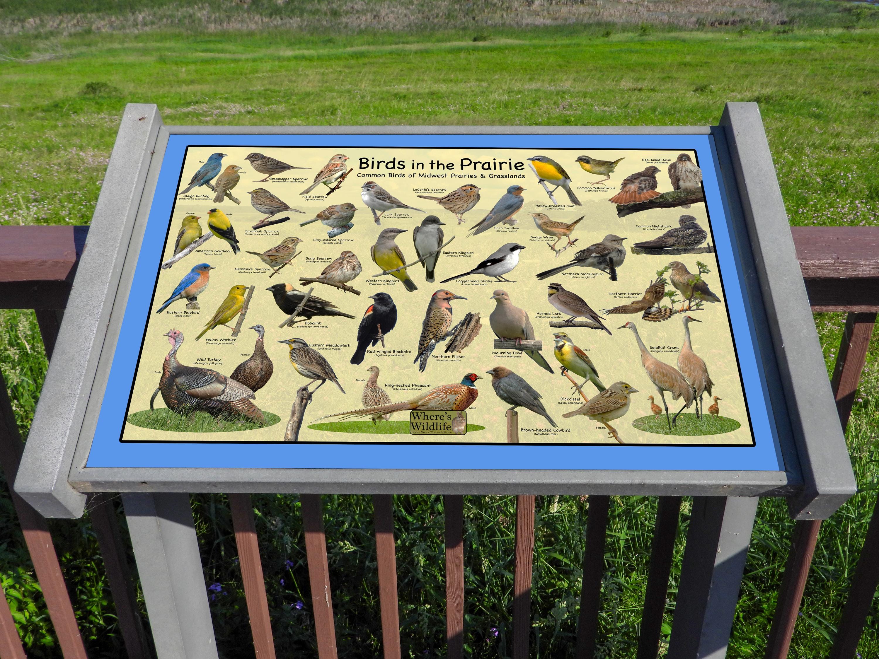 Prairie Birds Poster - Birds in the Prairie Common Birds of Midwest ...