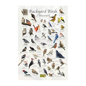 May include: A colorful illustrated guide to backyard birds of Missouri. The poster features 36 different bird species, including the Northern Cardinal, Blue Jay, and American Robin. Each bird is depicted in its natural habitat, with its name and scientific name listed below.