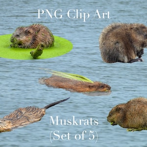 Muskrat Aquatic Animal Clip Art (Set of 5) PNG Clipart with transparent background Photoshop Overlays. Advertising, Education, School, etc