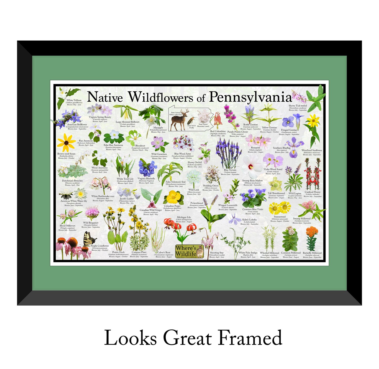 Native Wildflowers of Pennsylvania / State Flower Field Guide - Etsy