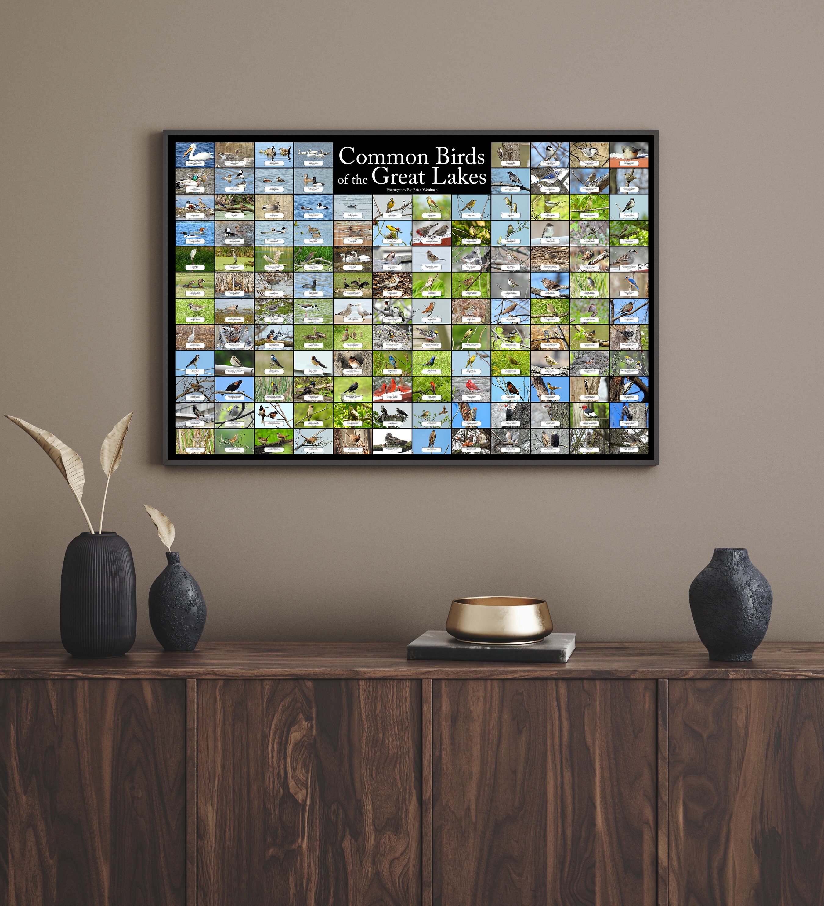 Common Birds of the Great Lakes Region of North America / - Etsy