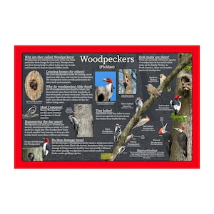 Póster educativo de la naturaleza del pájaro carpintero que proporciona datos e imágenes divertidos/carteles de vida silvestre y aves/guía de la naturaleza para niños