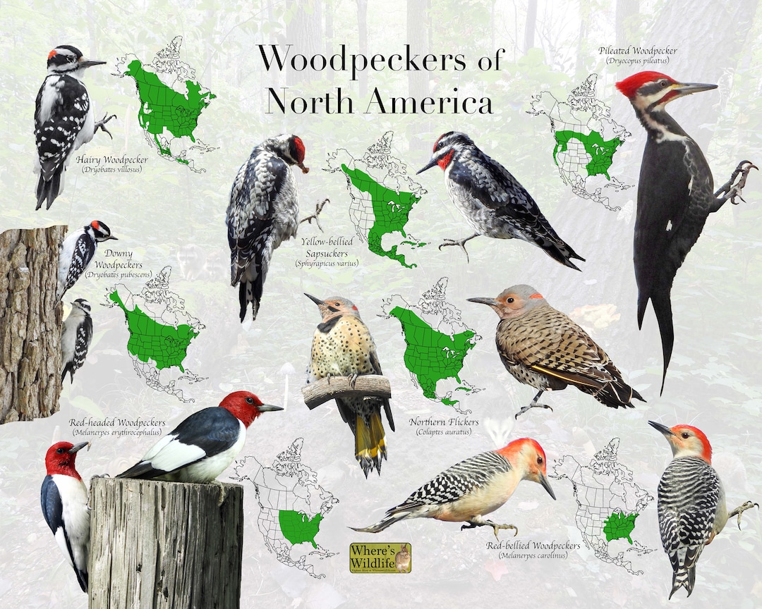 Woodpeckers of North America Field Guide / Woodpecker ID / Bird