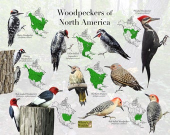 Woodpeckers of North America Field Guide / Woodpecker ID / Bird Identification & Range Map / Birdwatching / Nature Photography / Common Bird