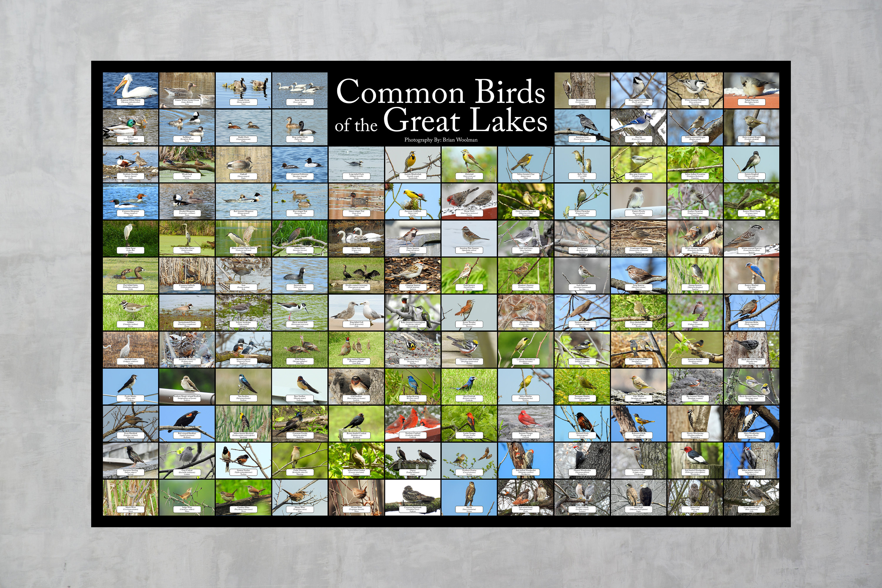 Common Birds of the Great Lakes Region of North America / Contains 136 ...