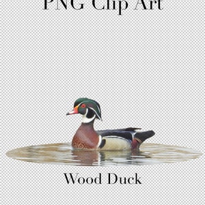 K&ouml;nnte beinhalten: Ein amerikanischer Krickente mit gr&uuml;nem Kopf und rotem Auge schwimmt in einem Teich. Die Ente hat einen braunen und wei&szlig;en K&ouml;rper mit einem schwarzen Streifen &uuml;ber der Brust. Der Text "Wood Duck" befindet sich unter der Ente und der Text "Image Included" darunter.