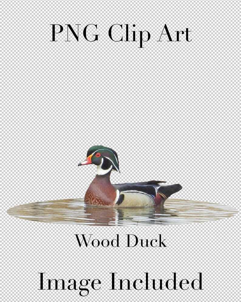 K&ouml;nnte beinhalten: Ein amerikanischer Krickente mit gr&uuml;nem Kopf und rotem Auge schwimmt in einem Teich. Die Ente hat einen braunen und wei&szlig;en K&ouml;rper mit einem schwarzen Streifen &uuml;ber der Brust. Der Text "Wood Duck" befindet sich unter der Ente und der Text "Image Included" darunter.