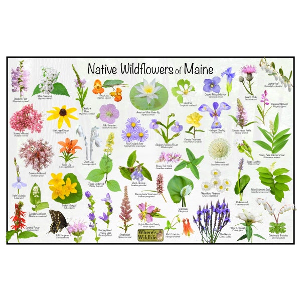 Native Wildflowers of Maine Flower Identification Poster / Maine Flower Guide Providing Picture ID & Name / Native State Flowers