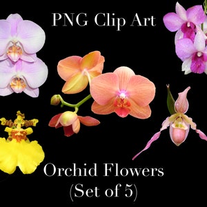 Orchidee Blumen Clip Art (5er Set) PNG Clipart mit transparentem Hintergrund Photoshop Overlays für Einladungen, Werbung, Scrapbooking, etc