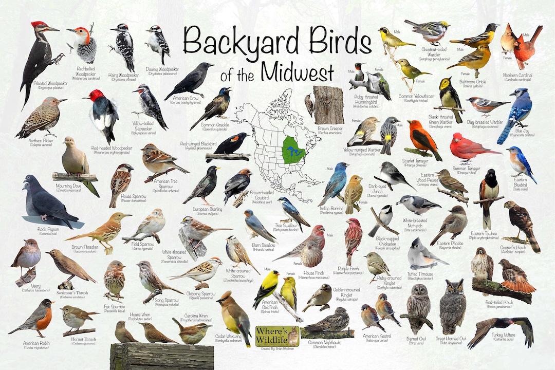 Backyard Birds of the Midwest / North America Bird Identification / Field Guide for Common Birds