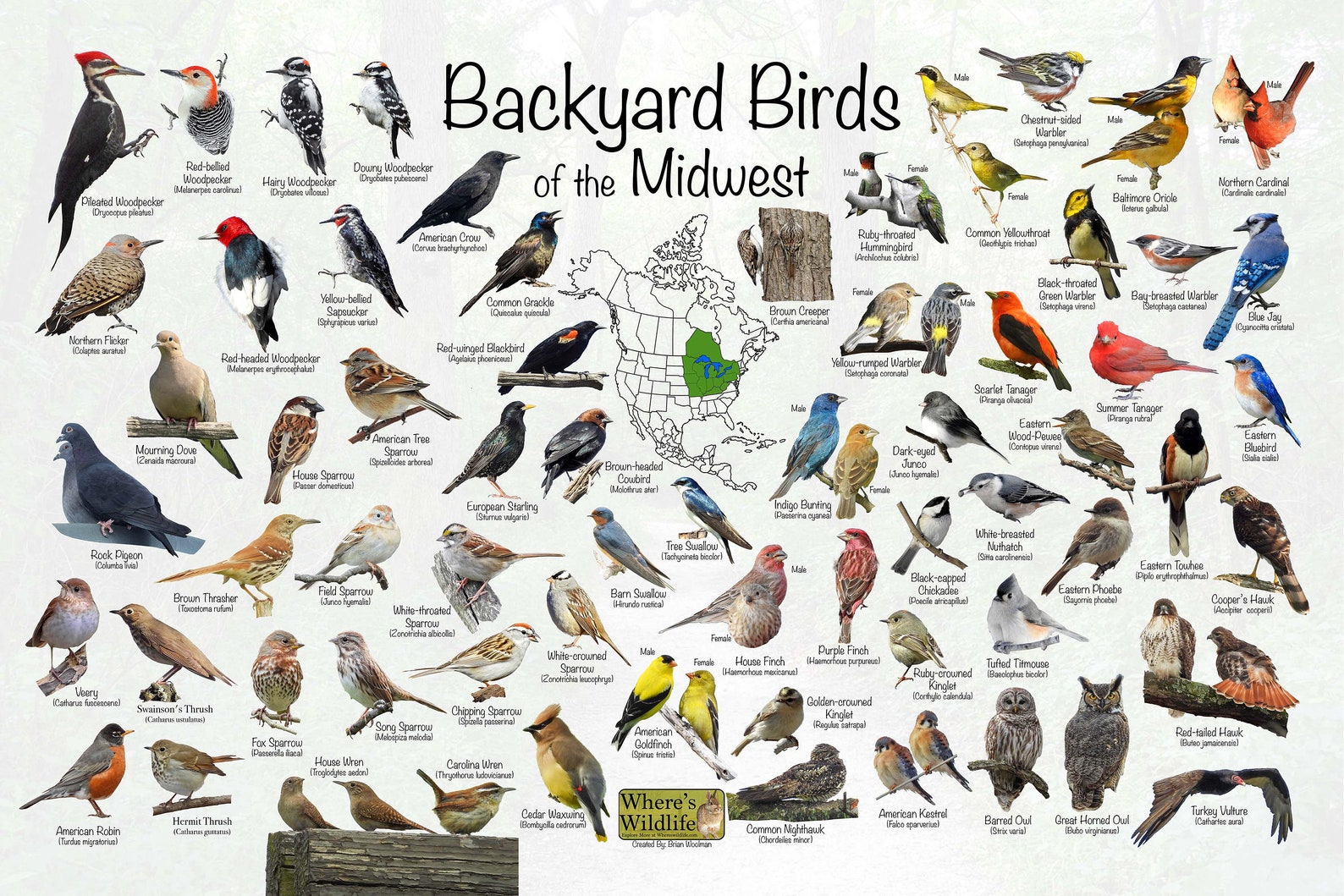 Backyard Birds of the Midwest / North America Bird Identification