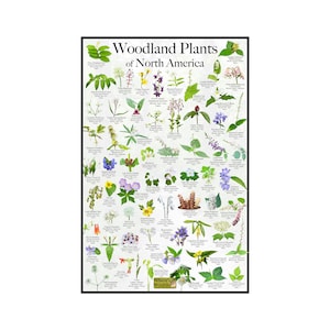 Póster de identificación de flores de plantas de bosques de América del Norte/guía de plantas y flores nativas