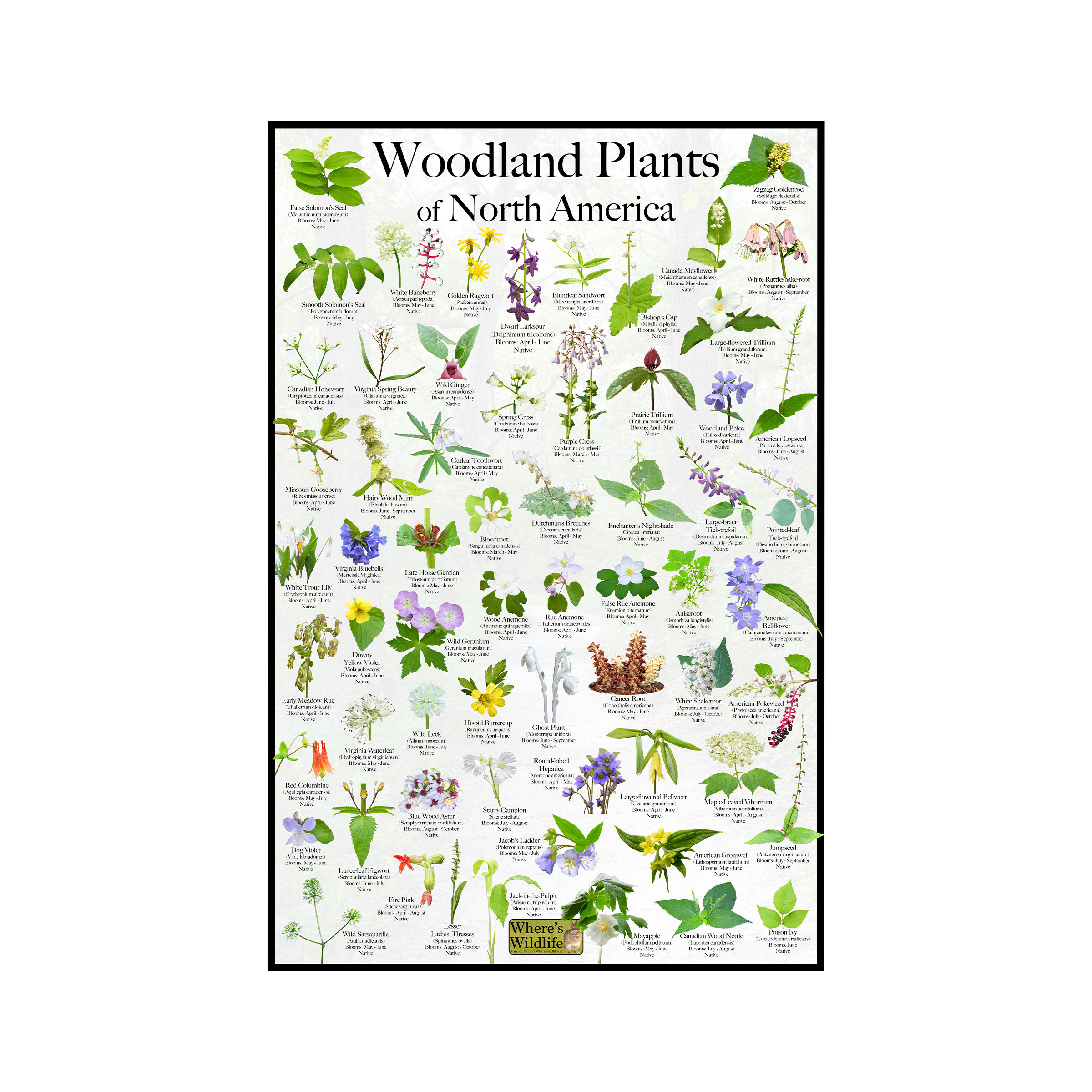 Woodland Plants of North America Flower Identification Poster