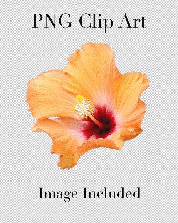 Hibiscus Flower Picture Cut Outs Set of 5 PNG Clipart With