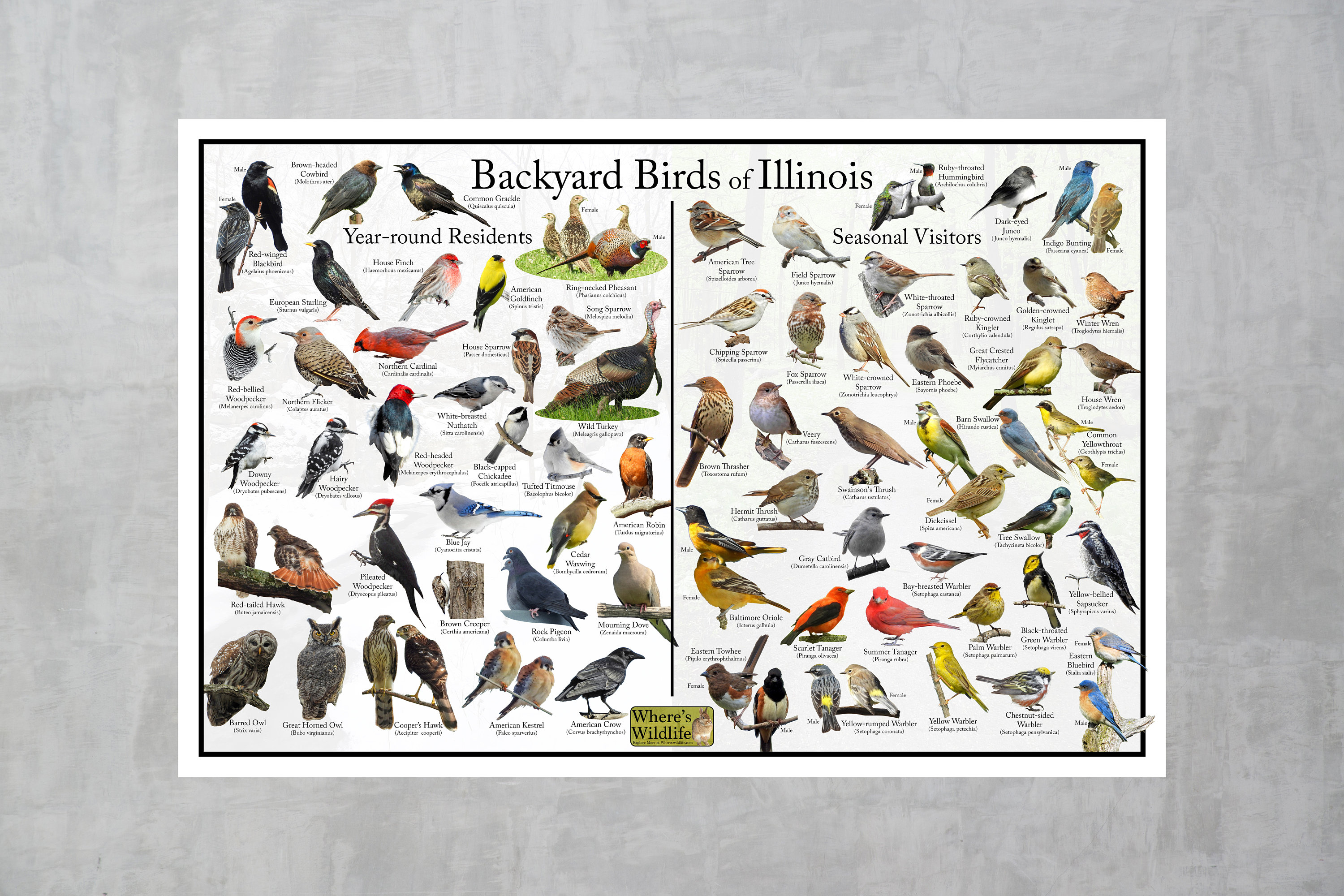 Backyard Birds of Illinois Bird Identification Poster Divided Into Year ...