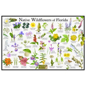Native Wildflowers of Florida / State Flower Field Guide Poster Provide Picture Identification / Flower ID / Florida State Flowers