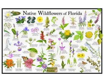 Native Wildflowers of Florida / State Flower Field Guide Poster Provide Picture Identification / Flower ID / Florida State Flowers