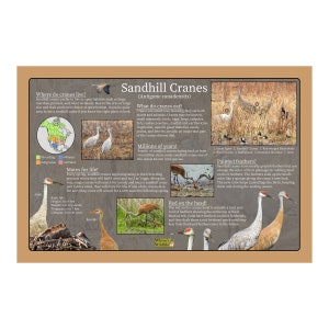 Póster educativo sobre la naturaleza de las grullas canadienses / Pósteres sobre la vida silvestre y las aves / Póster para el aula de educación en el hogar / Guía de la naturaleza para niños