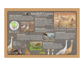 Sandhill Cranes Educational Nature Poster / Wildlife and Bird Posters / Homeschool Classroom Poster / Kids Nature Guide