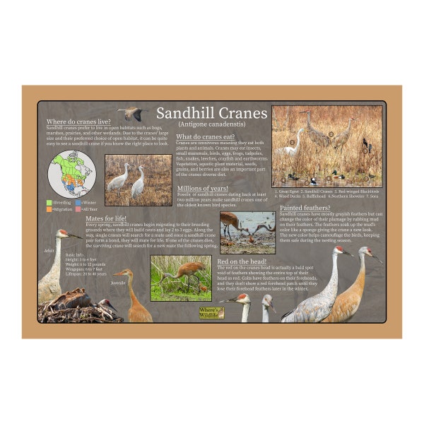 Sandhill Crane - Etsy