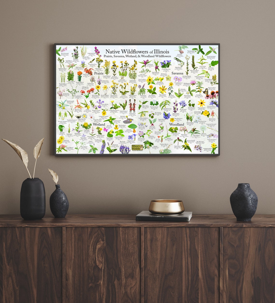 Native Wildflowers of Illinois / Plant and Flower Etsy