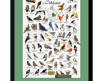 Midwest Backyard Bird Grußkarten – 24 Stück, 14x10,8 Cm, Mit Vogel-Identifikationskarte, Innen Leer