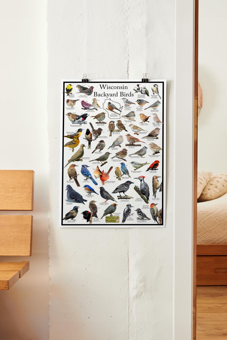 Wisconsin's Backyard Birds Poster - Wisconsin Bird Watching Chart ...