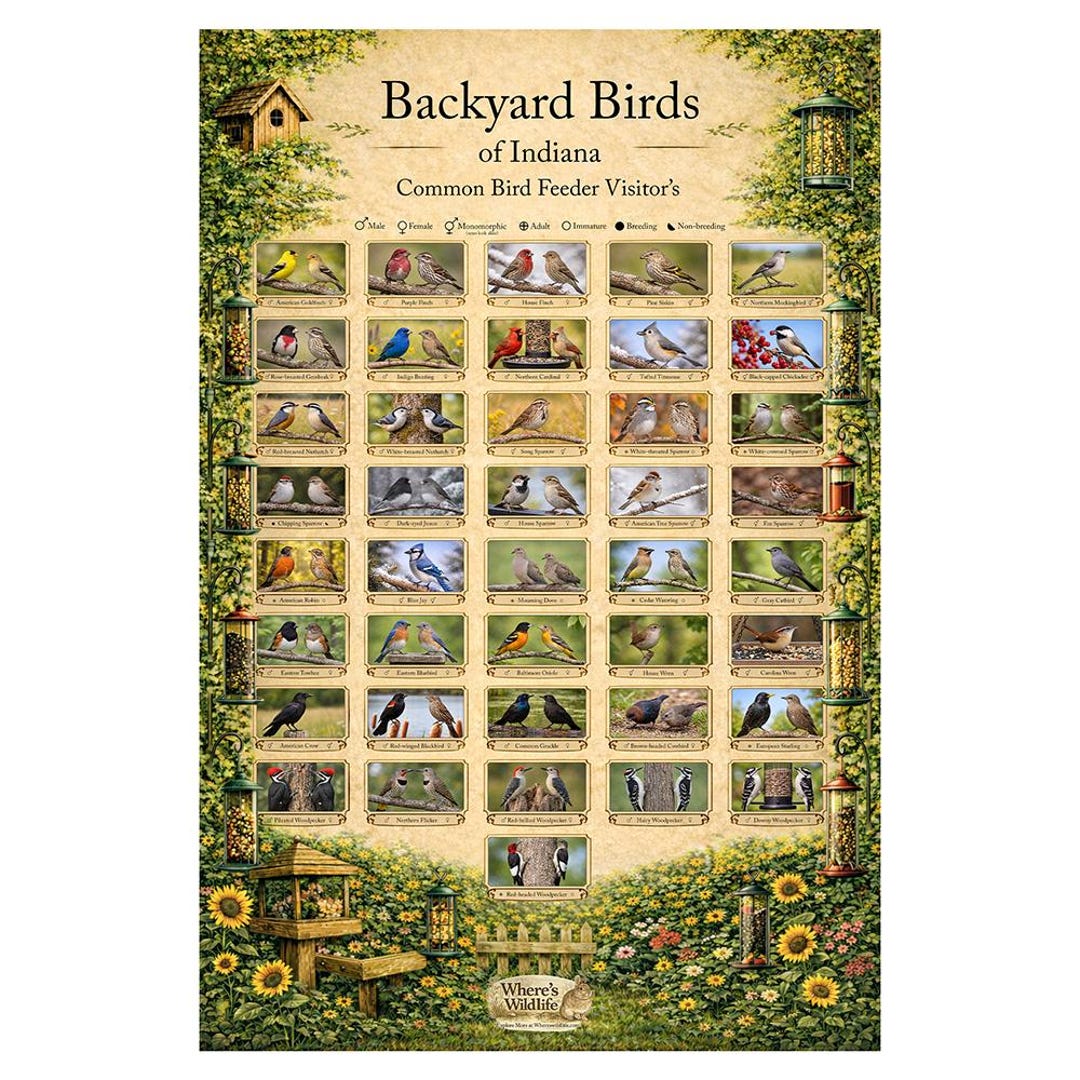 Indiana Backyard Birds Poster | Common Feeder Bird Identification Chart ...