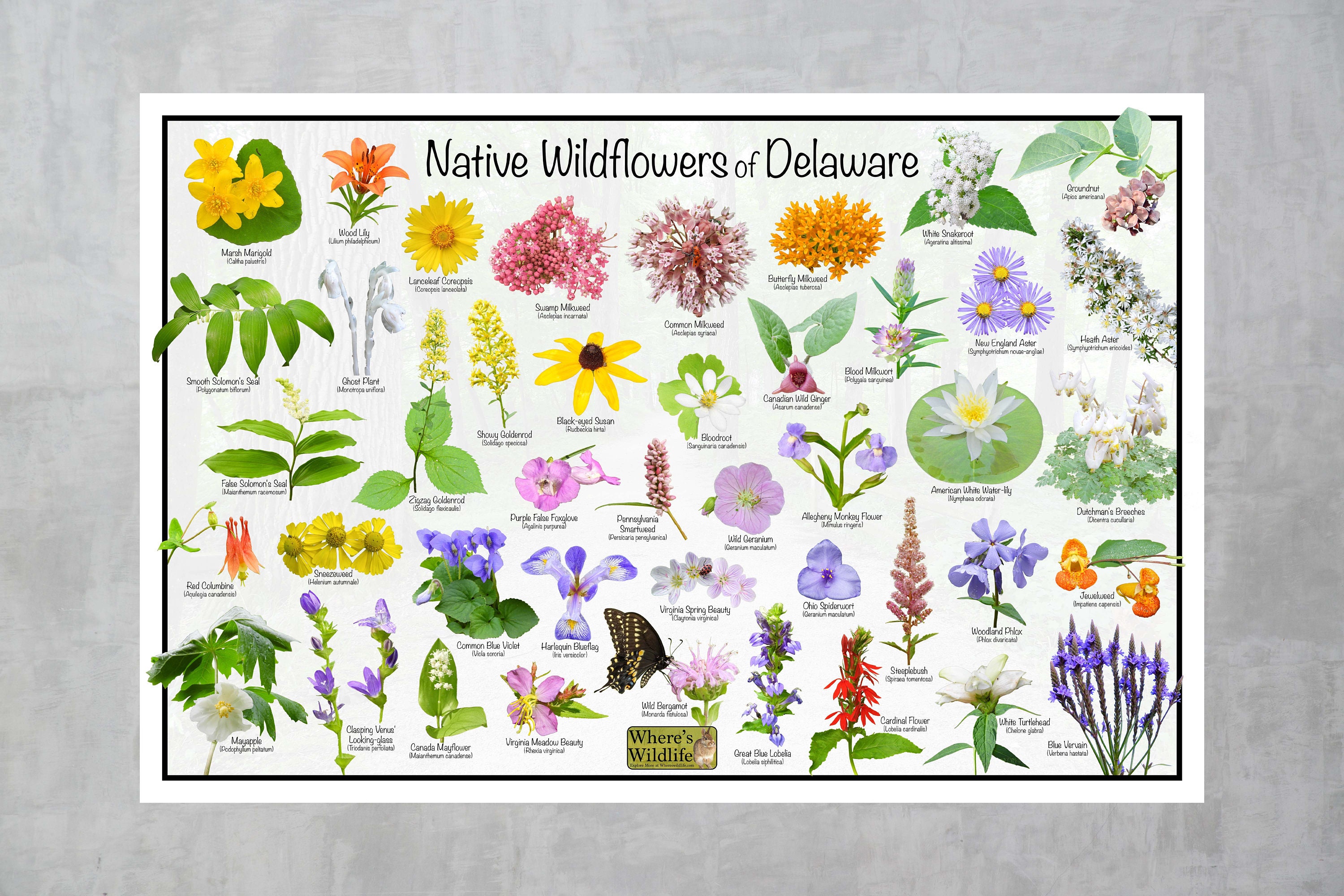 Native Wildflowers of Delaware Flower Identification Poster