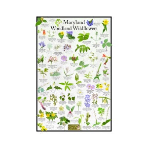 El póster de identificación de flores silvestres de Maryland Woodland / la guía de campo de flores proporciona una identificación con imagen para flores comunes de bosques y bosques