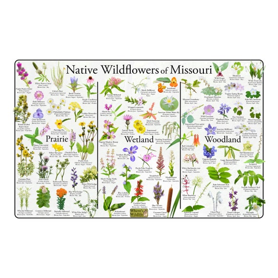 North American Wildflowers (Laminated Poster)