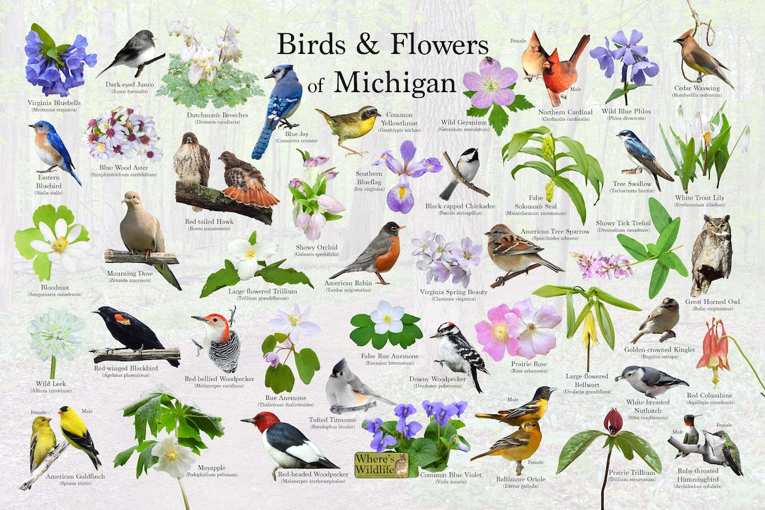 Birds and Flowers of Michigan Poster Print / State Flower & Bird Guide ...