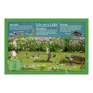 Póster de la naturaleza educativa de la vida en un lago/carteles de vida silvestre y paisajes/cartel de aula de educación en el hogar/guía de la naturaleza para niños