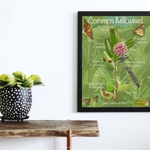 Common Milkweed Poster with Fun & Educational Pictures. Insect Identification, Monarch Butterfly, and Plant Parts. Prairie Nature Poster image 10