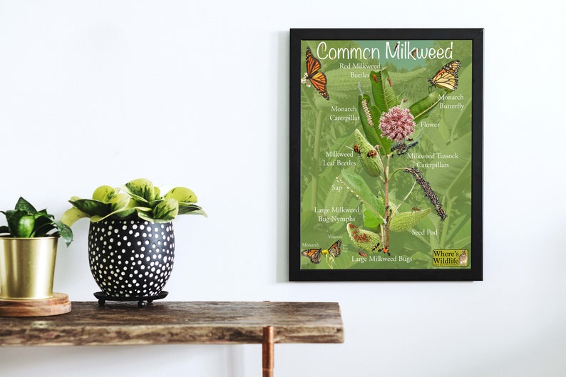 Common Milkweed Poster with Fun & Educational Pictures. Insect Identification, Monarch Butterfly, and Plant Parts. Prairie Nature Poster image 10