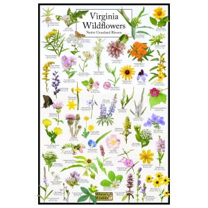 Virginia Wildflowers - Native Grassland Blooms Poster | Virginia&#39;s Grassland Flower Chart | Botanical Wall Art | Nature-Inspired Home Decor