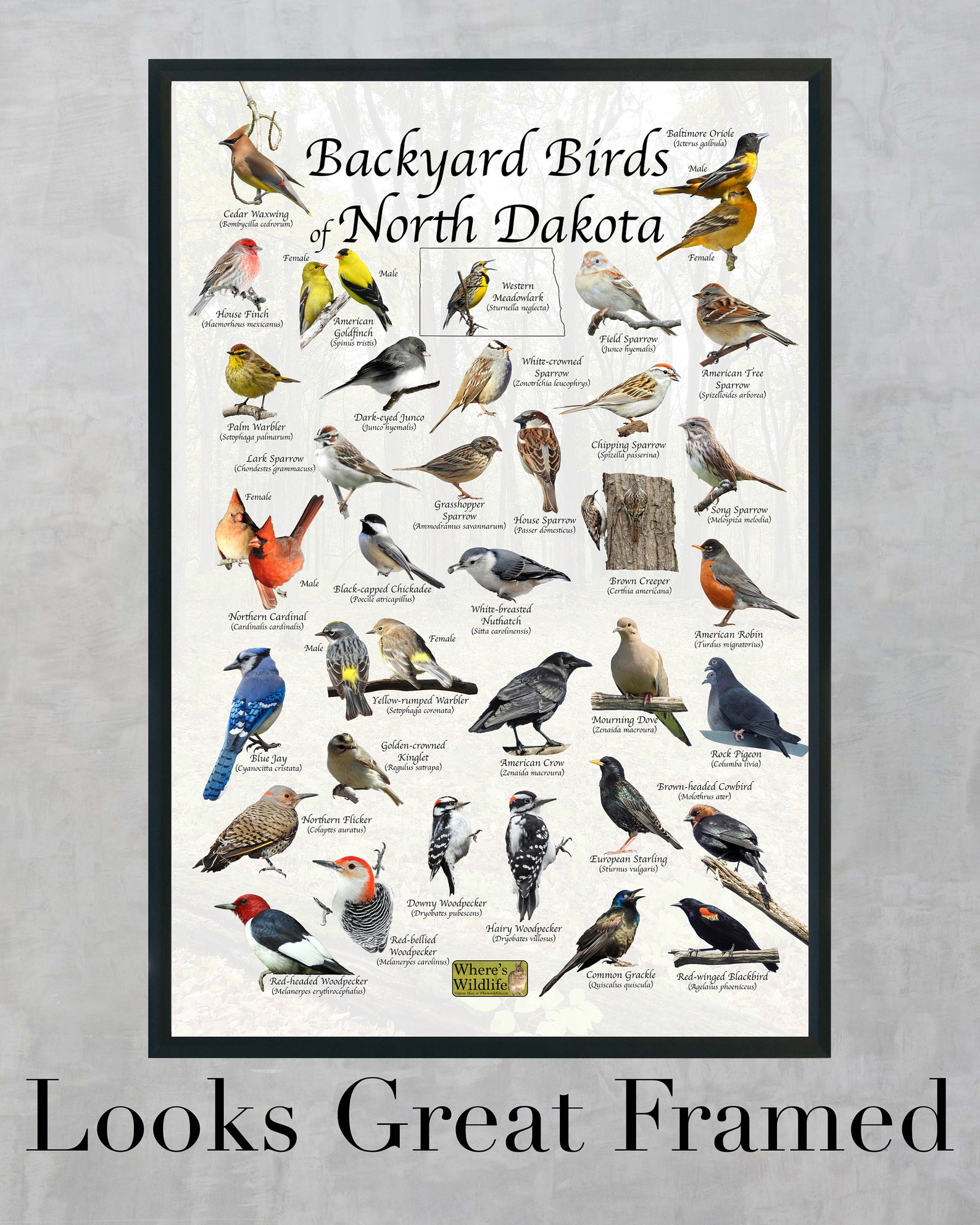 Backyard Birds of North Dakota Bird Identification Poster / - Etsy