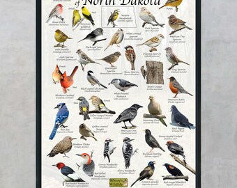 Backyard Birds of North Dakota Bird Identification Poster / Bird