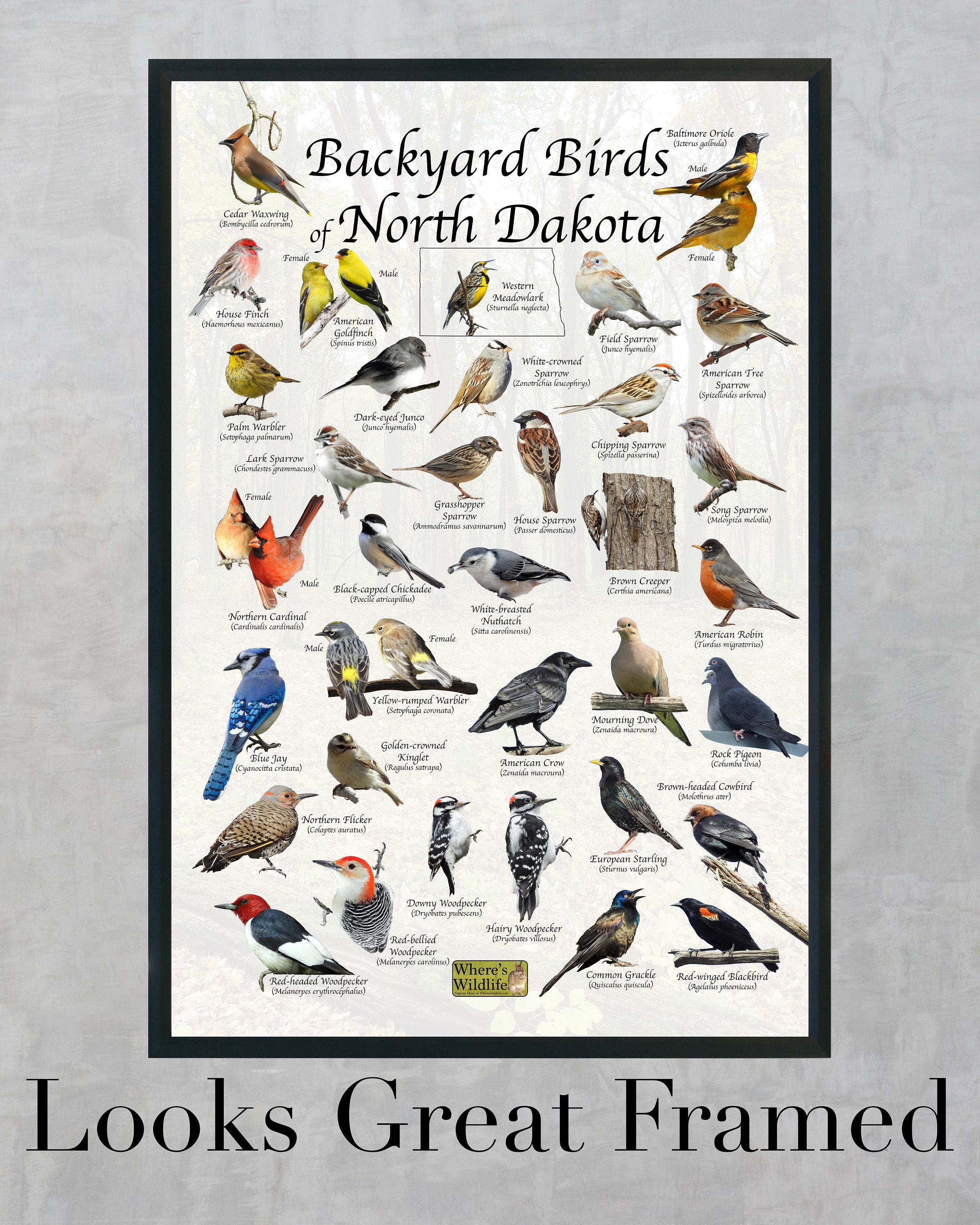 Common Birds of North Central Washington poster - North Central